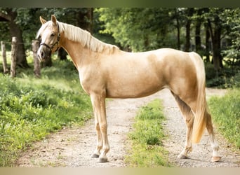 Deutsches Reitpony, Stute, 4 Jahre, 155 cm, Palomino