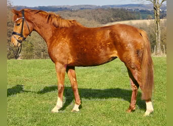 Deutsches Reitpony, Stute, 4 Jahre, 156 cm, Fuchs