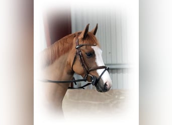 Deutsches Reitpony, Stute, 4 Jahre, 156 cm, Fuchs