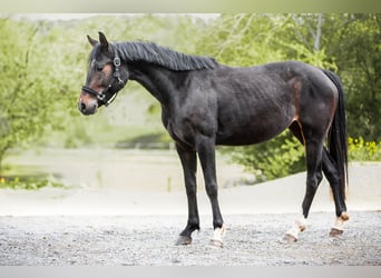 Deutsches Reitpony, Stute, 4 Jahre, 160 cm, Dunkelbrauner