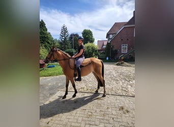 Deutsches Reitpony, Stute, 4 Jahre