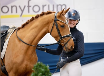 Deutsches Reitpony, Stute, 4 Jahre, Fuchs