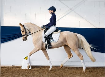 Deutsches Reitpony, Stute, 4 Jahre, Palomino