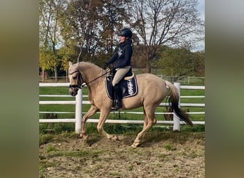 Deutsches Reitpony, Stute, 4 Jahre, Palomino
