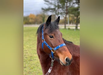 Deutsches Reitpony Mix, Stute, 5 Jahre, 125 cm, Brauner