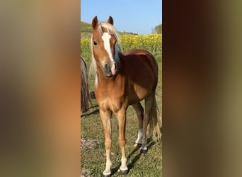 Deutsches Reitpony, Stute, 5 Jahre, 135 cm, Fuchs