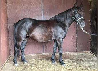 Deutsches Reitpony, Stute, 5 Jahre, 136 cm, Rappe