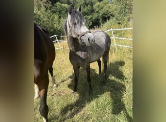Deutsches Reitpony, Stute, 5 Jahre, 138 cm, Apfelschimmel