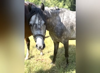 Deutsches Reitpony, Stute, 5 Jahre, 138 cm, Apfelschimmel