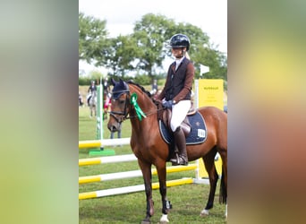 Deutsches Reitpony, Stute, 5 Jahre, 138 cm, Brauner