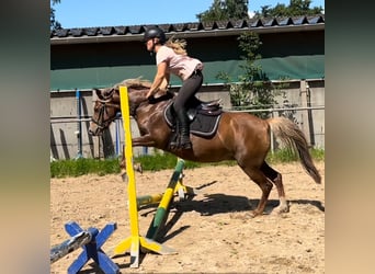 Deutsches Reitpony, Stute, 5 Jahre, 138 cm, Fuchs