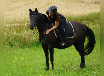 Deutsches Reitpony Mix, Stute, 5 Jahre, 138 cm, Rappe