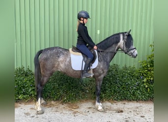 Deutsches Reitpony, Stute, 5 Jahre, 138 cm, Schimmel