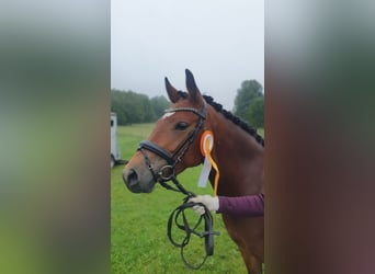 Deutsches Reitpony, Stute, 5 Jahre, 140 cm, Brauner