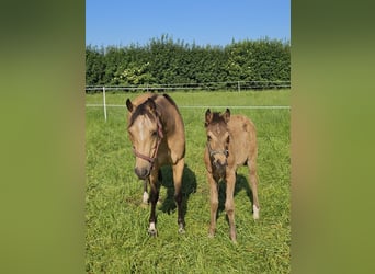 Deutsches Reitpony, Stute, 5 Jahre, 140 cm, Buckskin