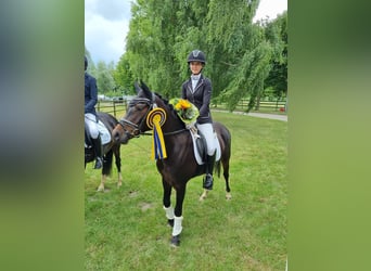 Deutsches Reitpony, Stute, 5 Jahre, 140 cm, Dunkelbrauner