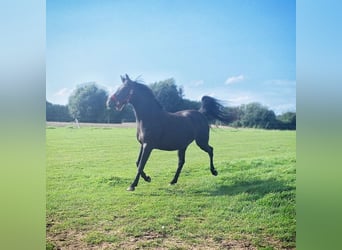 Deutsches Reitpony, Stute, 5 Jahre, 140 cm, Dunkelbrauner