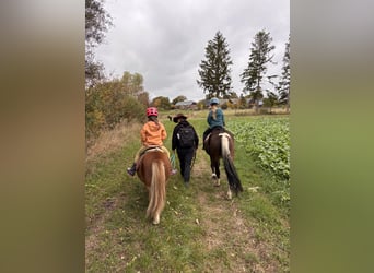 Deutsches Reitpony Mix, Stute, 5 Jahre, 140 cm
