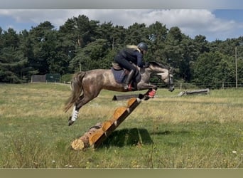 Deutsches Reitpony, Stute, 5 Jahre, 142 cm, Apfelschimmel
