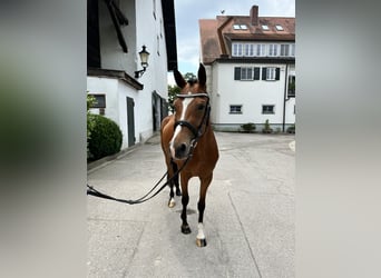 Deutsches Reitpony, Stute, 5 Jahre, 142 cm, Brauner