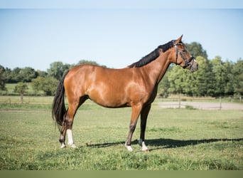 Deutsches Reitpony, Stute, 5 Jahre, 142 cm, Brauner