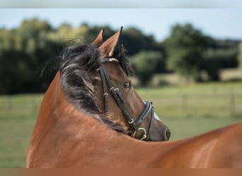 Deutsches Reitpony, Stute, 5 Jahre, 142 cm, Brauner