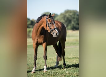 Deutsches Reitpony, Stute, 5 Jahre, 142 cm, Brauner