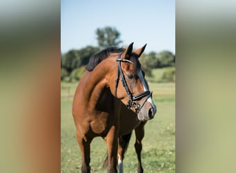 Deutsches Reitpony, Stute, 5 Jahre, 142 cm, Brauner