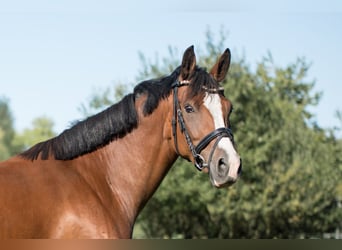 Deutsches Reitpony, Stute, 5 Jahre, 142 cm, Brauner