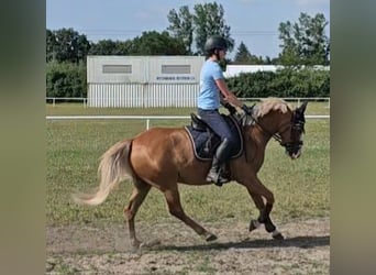 Deutsches Reitpony, Stute, 5 Jahre, 142 cm