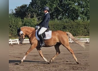 Deutsches Reitpony, Stute, 5 Jahre, 142 cm