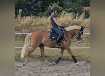 Deutsches Reitpony, Stute, 5 Jahre, 142 cm