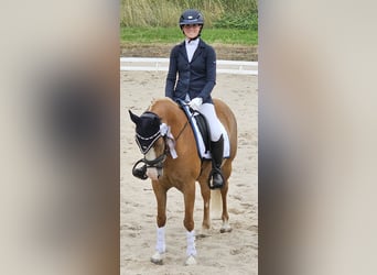 Deutsches Reitpony, Stute, 5 Jahre, 142 cm