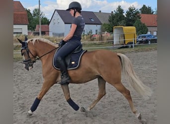 Deutsches Reitpony, Stute, 5 Jahre, 142 cm