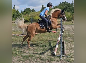 Deutsches Reitpony, Stute, 5 Jahre, 142 cm