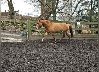 Deutsches Reitpony, Stute, 5 Jahre, 142 cm, Falbe