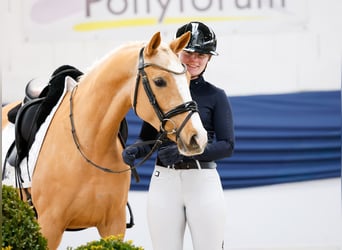 Deutsches Reitpony, Stute, 5 Jahre, 142 cm, Palomino