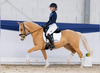 Deutsches Reitpony, Stute, 5 Jahre, 142 cm, Palomino
