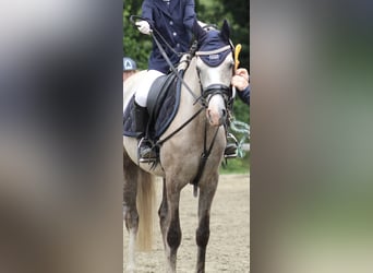 Deutsches Reitpony, Stute, 5 Jahre, 143 cm, Buckskin