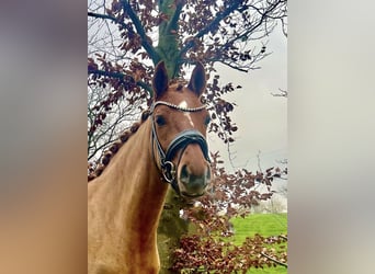 Deutsches Reitpony, Stute, 5 Jahre, 143 cm, Dunkelfuchs