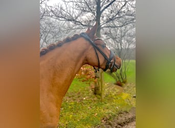 Deutsches Reitpony, Stute, 5 Jahre, 143 cm, Dunkelfuchs