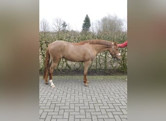 Deutsches Reitpony, Stute, 5 Jahre, 143 cm, Dunkelfuchs