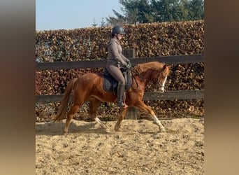 Deutsches Reitpony, Stute, 5 Jahre, 143 cm, Fuchs