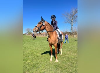 Deutsches Reitpony, Stute, 5 Jahre, 143 cm, Fuchs