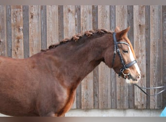 Deutsches Reitpony, Stute, 5 Jahre, 143 cm, Fuchs