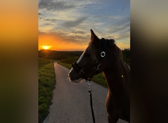 Deutsches Reitpony, Stute, 5 Jahre, 143 cm, Fuchs