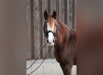 Deutsches Reitpony, Stute, 5 Jahre, 143 cm, Fuchs