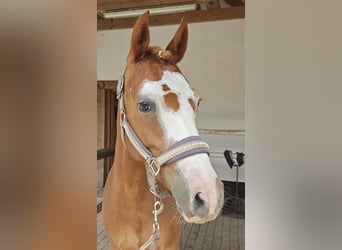 Deutsches Reitpony, Stute, 5 Jahre, 143 cm, Fuchs