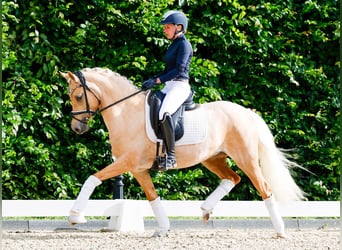 Deutsches Reitpony, Stute, 5 Jahre, 143 cm, Palomino