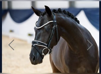 Deutsches Reitpony, Stute, 5 Jahre, 143 cm, Rappe